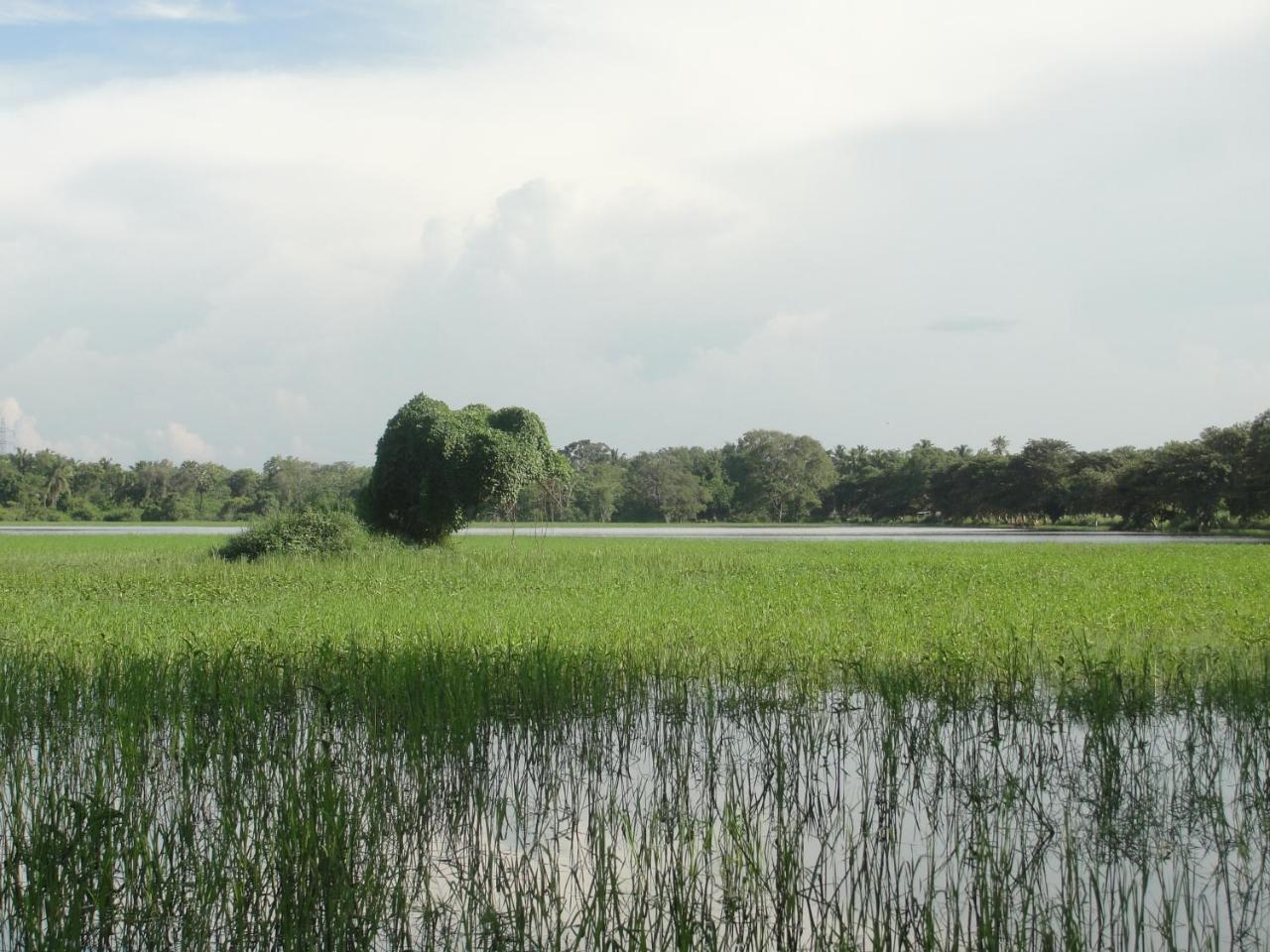 Kulama, The Lake Villa Wanniyankulama West) Extérieur photo